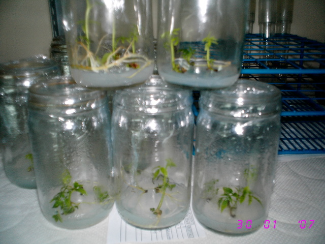 Primer cultivo con apices de raices de tomate