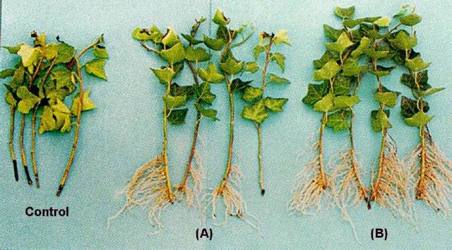 Cultivo de tejidos usando ápices de raíces