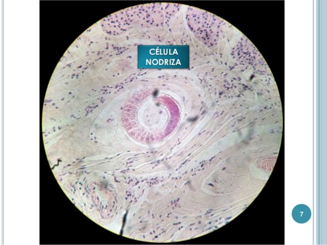 Cultivos de celulas de nodriza