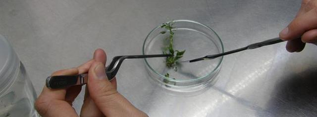 Fertilización in vitro