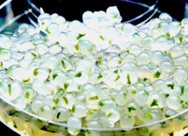 Semillas artificiales