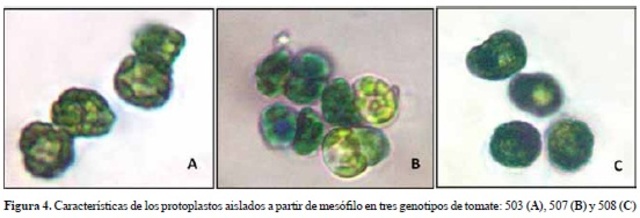 Aislamiento de protoplastos