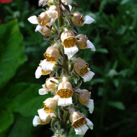 Inmovilización de celulas en Digitalis lanara