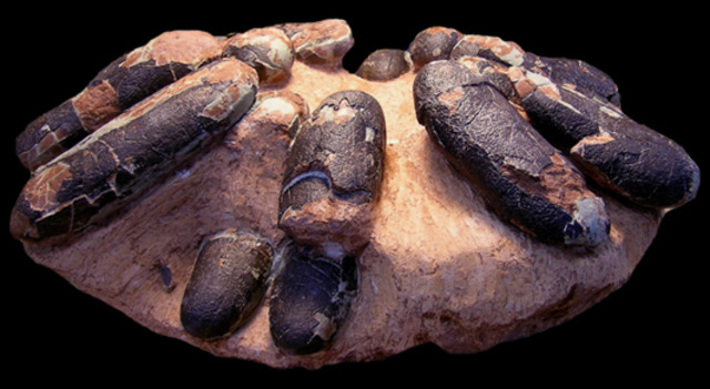 Cretaceous 136-65 MYA