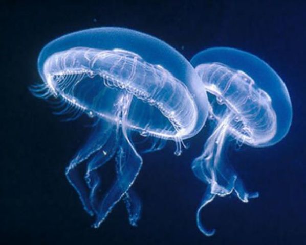 Cnidarios