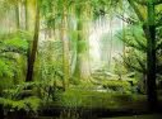 Carboniferous 345-280 MYA