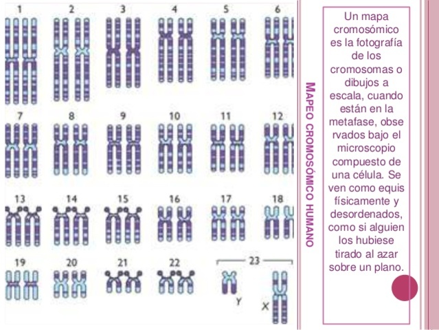 Primer «mapa cromosómico»