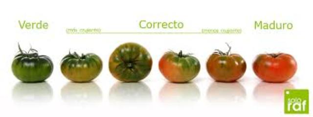 Tomate con el proceso de maduración ralentizado
