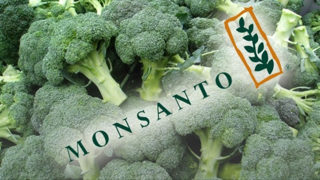 Oficina Europea concede a Monsanto la patente del brócoli