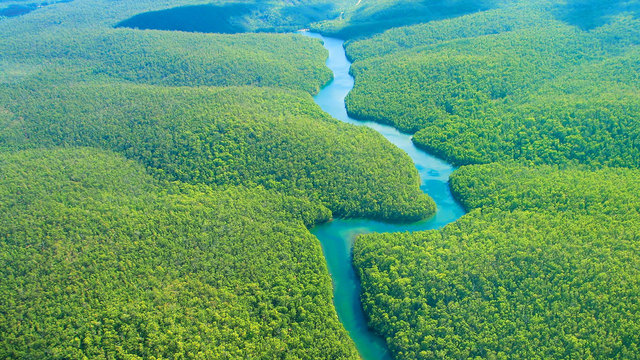 Brazilian Rainforests