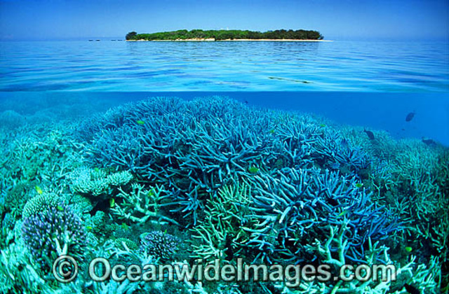 Coral Reefs