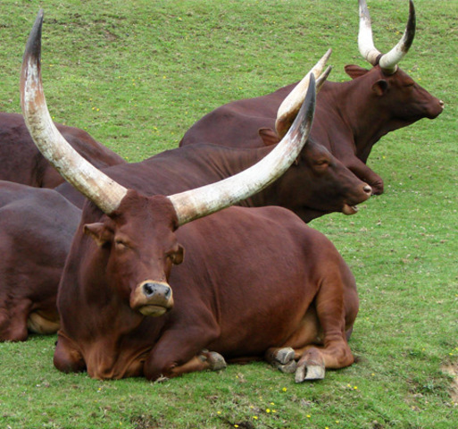 Тур(вымерший)