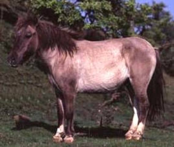 Тарпа́н(вымерший)