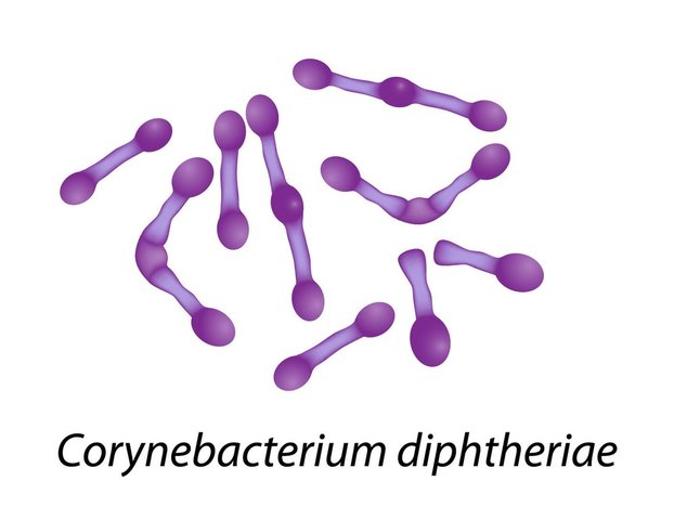 Corynebacterium diphtheriae felfedezése