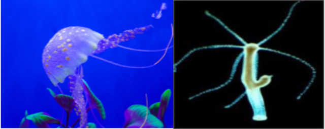 Primeros tipos de Organización Nerviosa