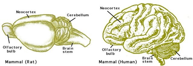 Surgimiento del Primer Cerebro