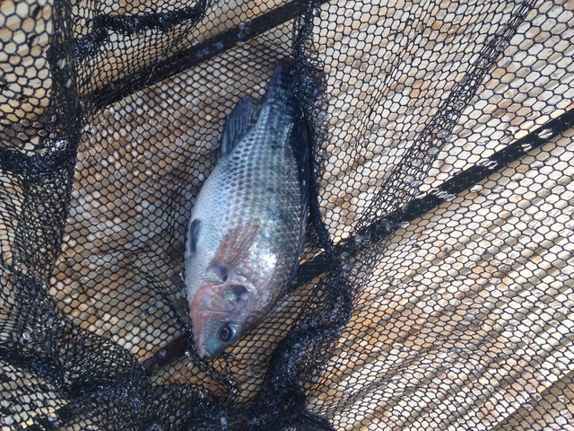 Actividades de muestreo