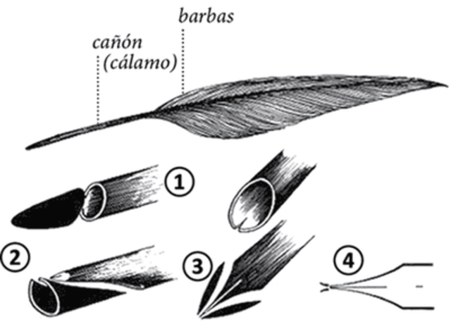 La pluma