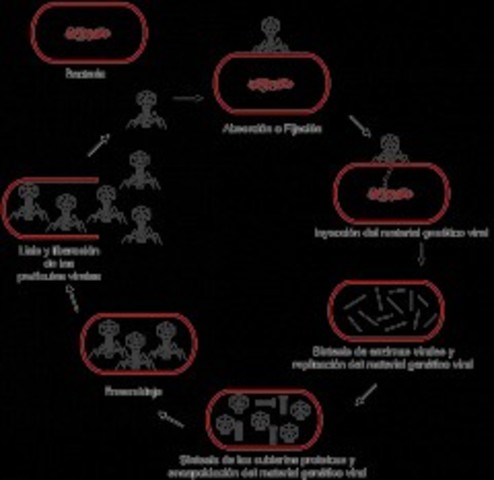 Historia de la microbiología