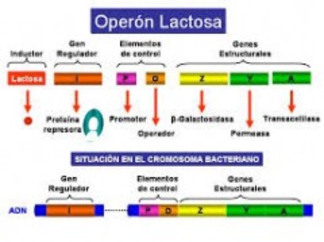 Historia de la microbiología
