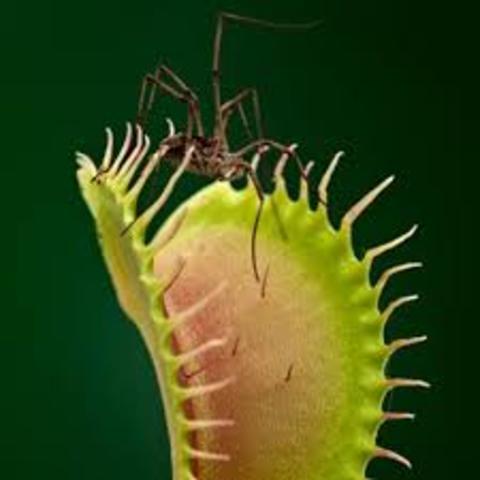 Confirmación de la reproducción sexual de las plantas