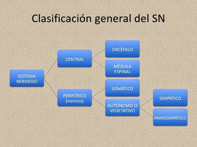 sistema nervioso   SN