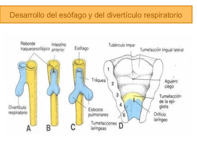 Cuarta Semana