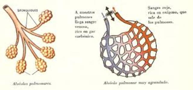 Veinte y Siete Semanas