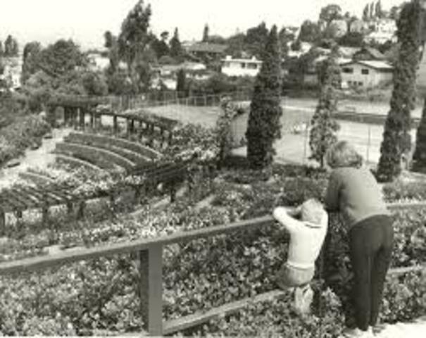Rose garden for the first time to grow roses