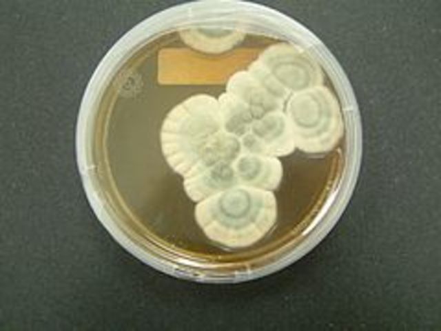 Penicillium notatum felfedezése