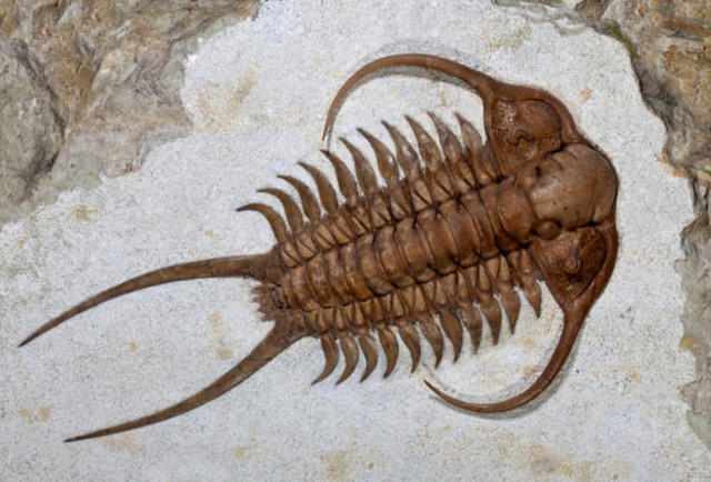 Cambrian