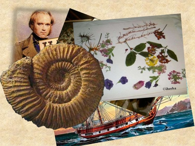 DARWIN EN BUSCA DE SU TAREA EN LA VIDA