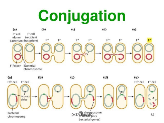 conjugation