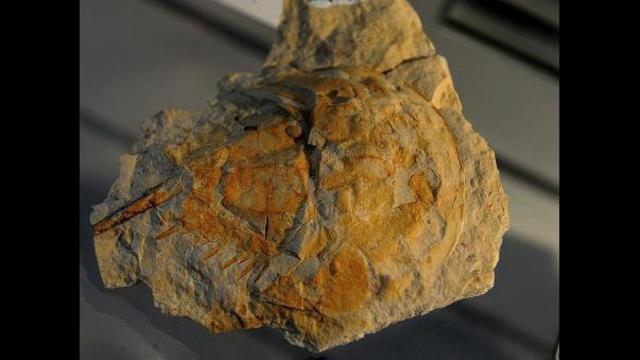 DARWIN  Y EL ORIGEN DE LA VIDA