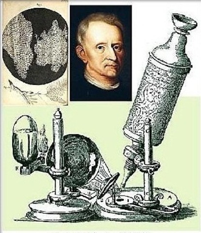 Robert Hooke introdujo la palabra célula.
