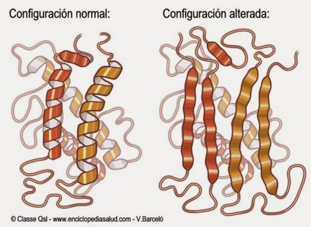 Descubrimiento de un nuevo agente infeccioso "El prión".