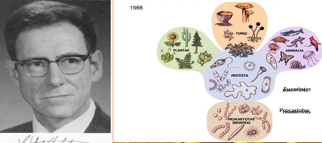 Clasificacion de Whittaker 1969