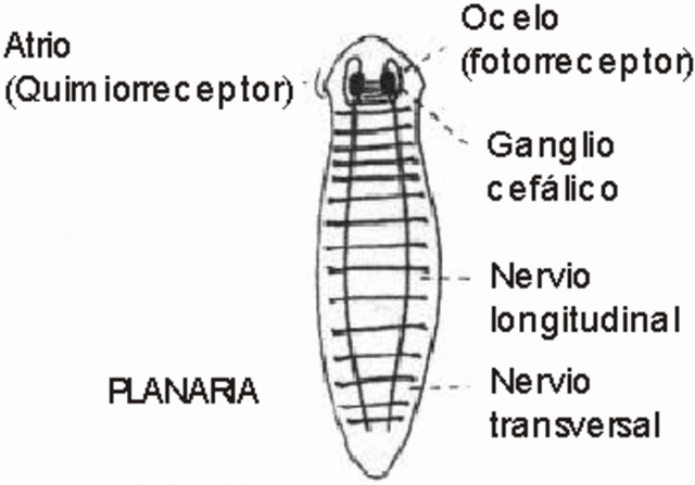 PLANARIA (INVERTEBRADOS)