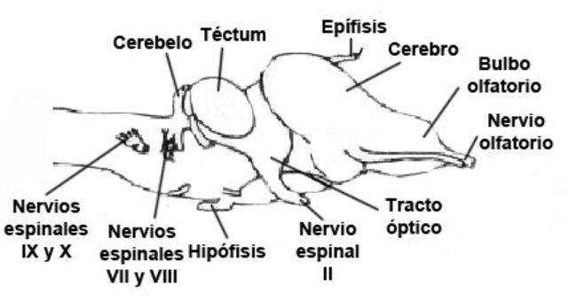 400 MILLONES DE AÑOS - PRIMEROS ANFIBIOS