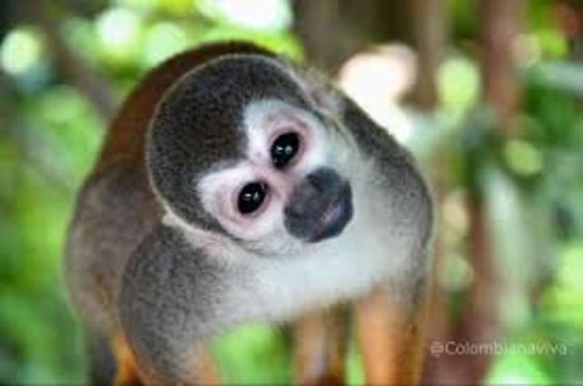 Darwin elige especies de Brasil para enviar a Inglaterra