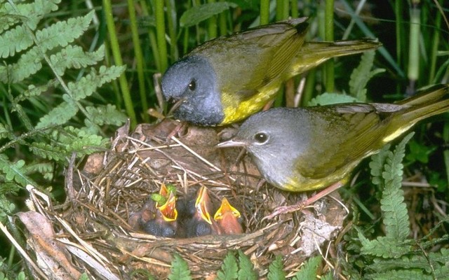 Desarrollo la capacidad de identificar aves por canto y coloración de los huevos.