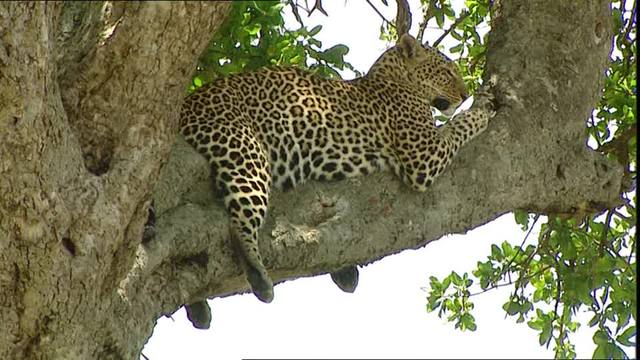 Leopards Go Out On A Limb