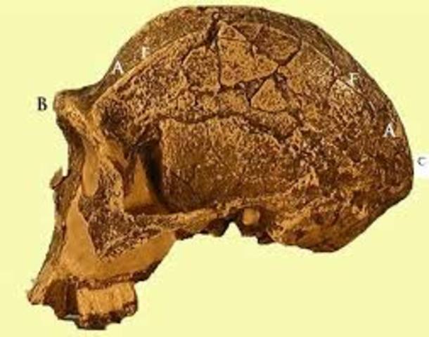 5 MILLONES DE AÑOS- AUSTRALOPITHECUS AFRICANUS