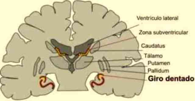 Tipos de organización nerviosa