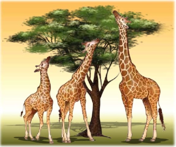 A Darwin le fue posible catalogar y organizar toda esa información de manera eficiente