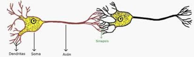 Agrupación neuronal
