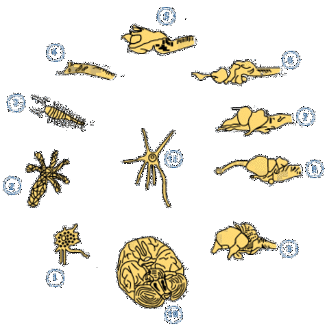 Evolucion del sistema nervioso