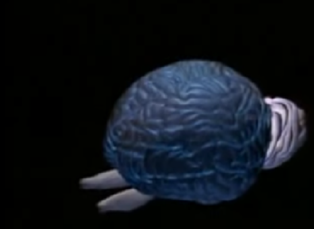 Cerebro de los mamiferos