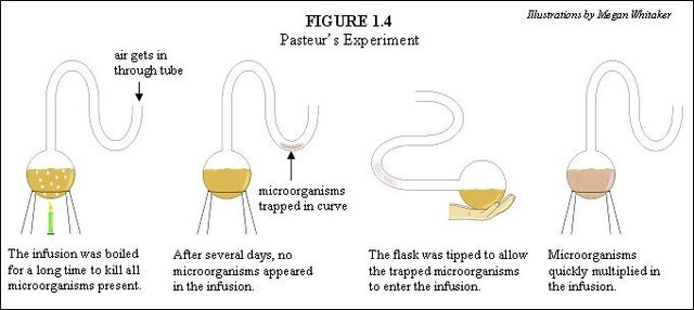 Louis Pasteur and the famous 'Swan-Necked Flask' experiment