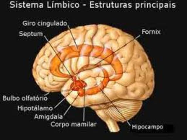 Sistema limbico